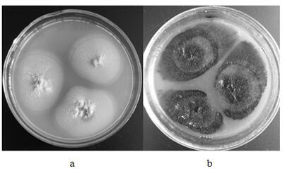 A Plant Endophytic Trichotheca fungus m7sb 41 and Its Application