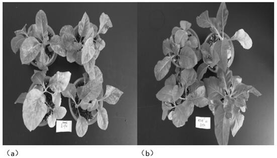 A Plant Endophytic Trichotheca fungus m7sb 41 and Its Application
