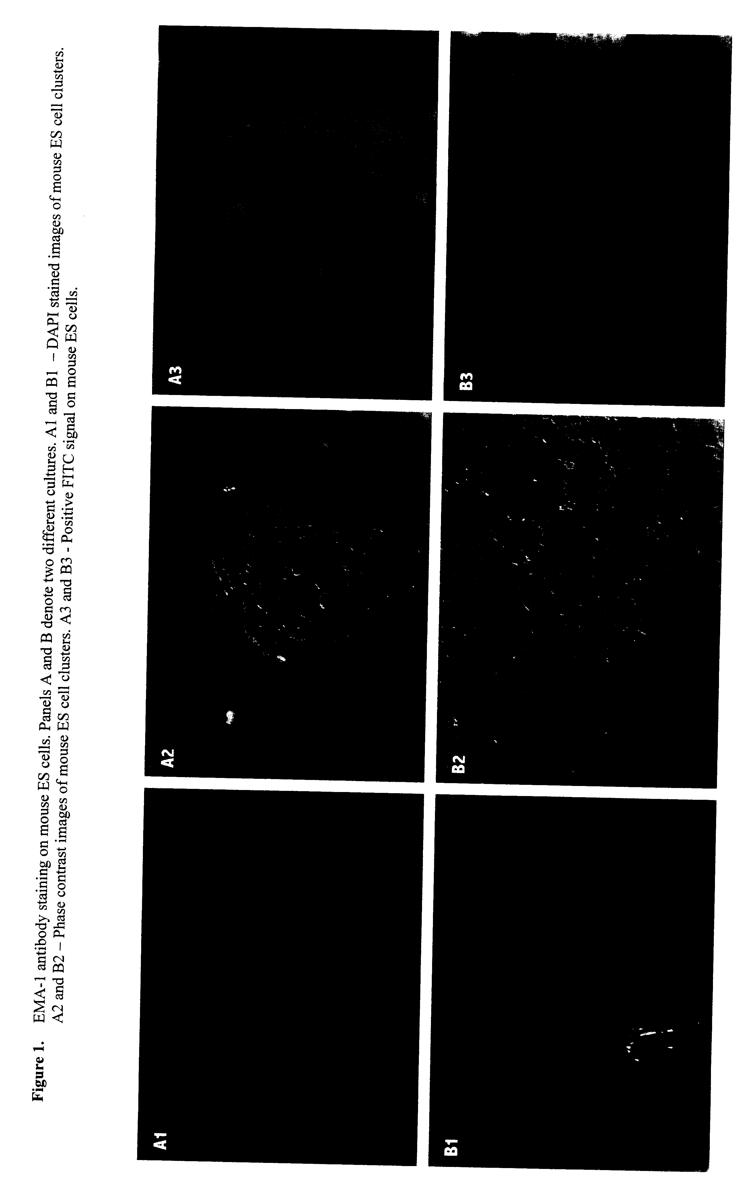 Production of avian embryonic germ (EG) cell lines by prolonged culturing of pgc's, use thereof for cloning and chimerization