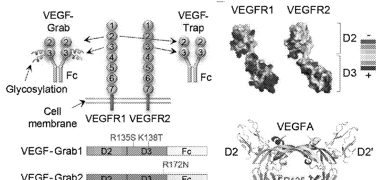 Glycosylated VEGF decoy receptor fusion protein