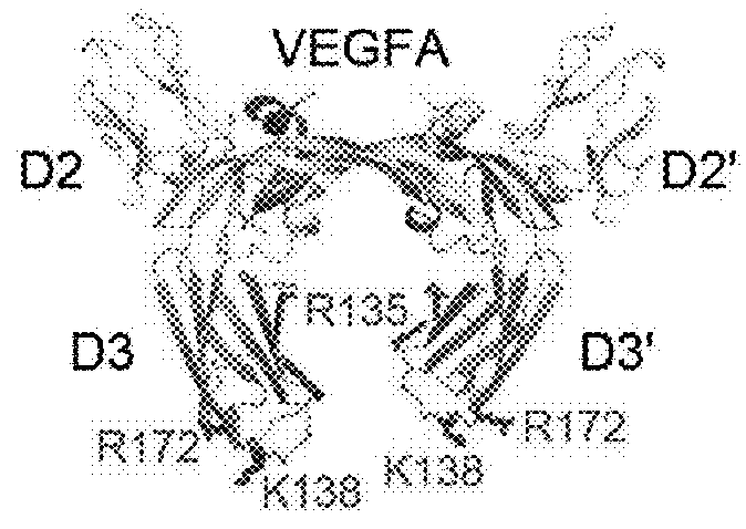 Glycosylated VEGF decoy receptor fusion protein