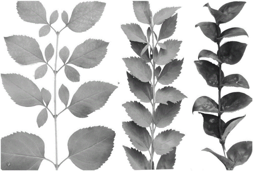 A method for obtaining intergeneric hybrids of Forsythia and Hexaphyllum