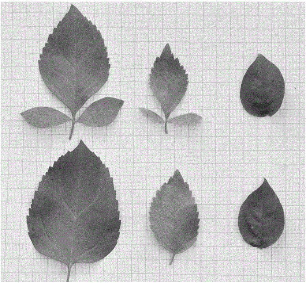 A method for obtaining intergeneric hybrids of Forsythia and Hexaphyllum