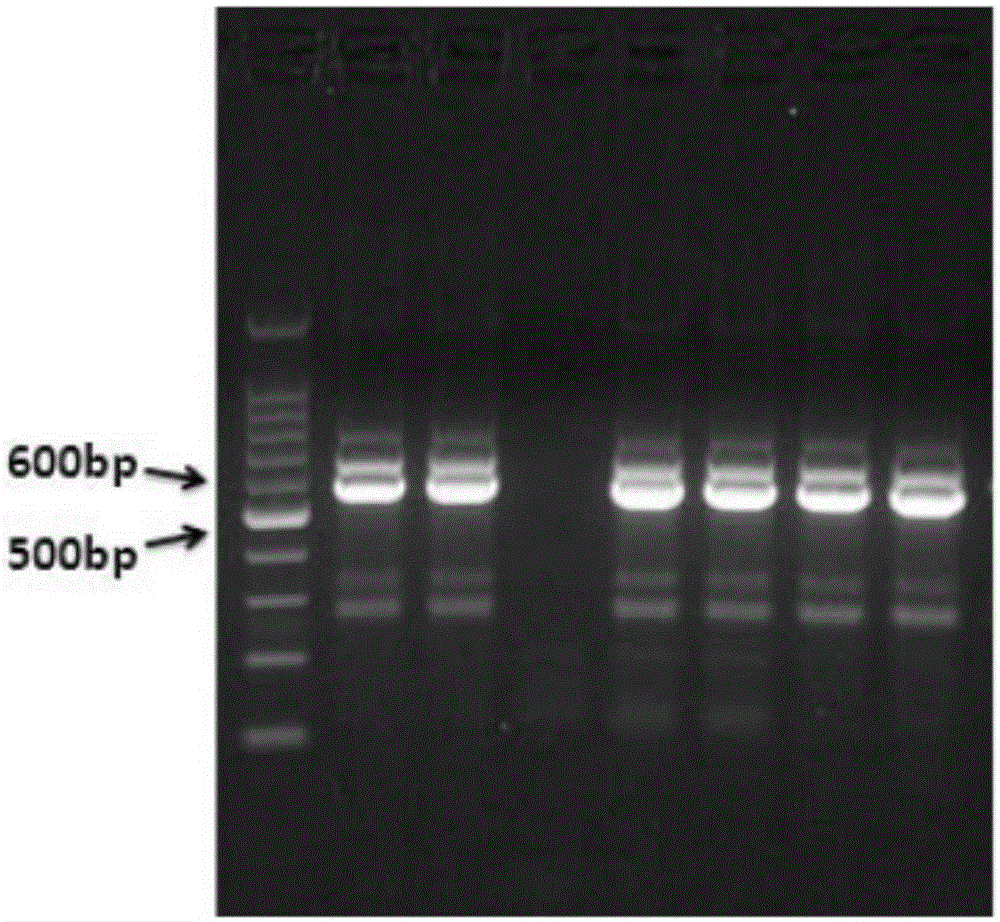 Fusion protein of human vascular endothelial growth factor and epidermal growth factor-like domain 7