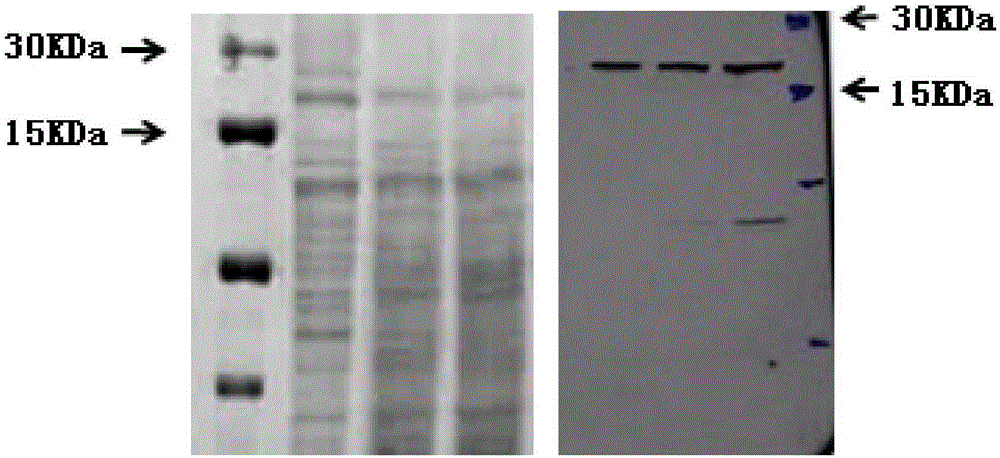 Fusion protein of human vascular endothelial growth factor and epidermal growth factor-like domain 7