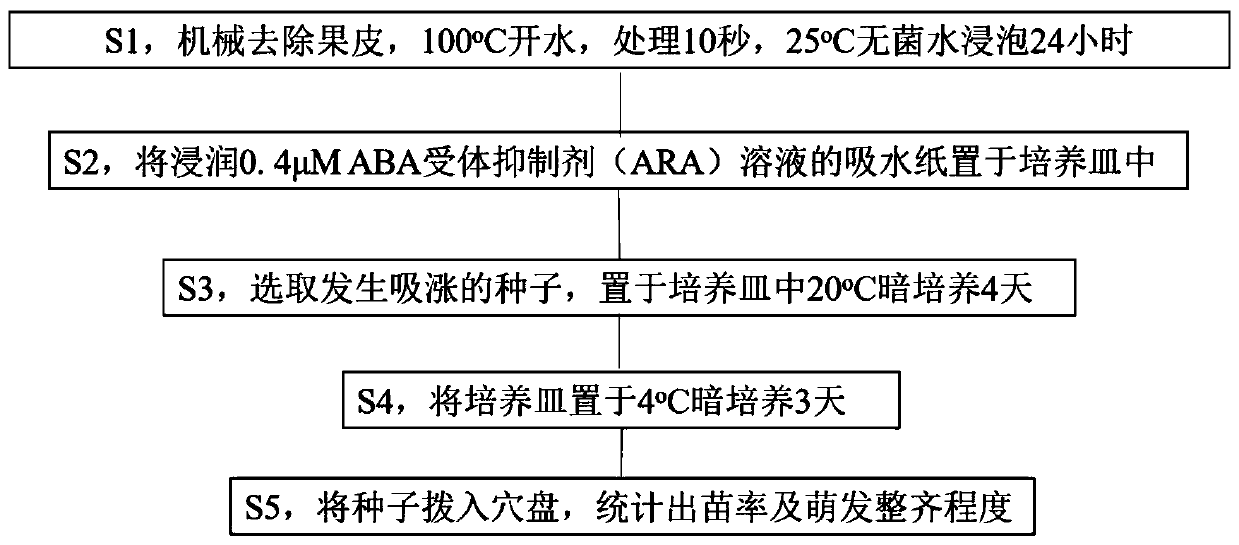 Rapid germination method of tilia tuan seeds