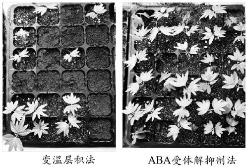 Rapid germination method of tilia tuan seeds