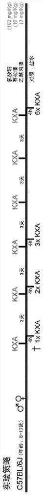 Stimulation of neuronal plasticity