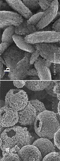 Preparation method of magnetic colloid core-shell structured gamma-Fe2O3 and Fe3O4