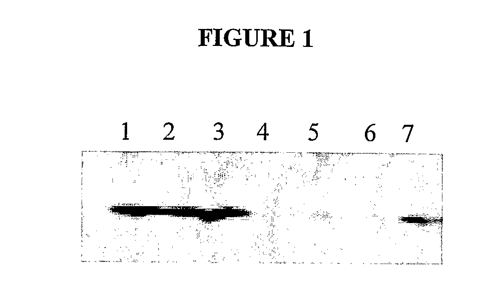 Compositions and Methods For Inhibiting an Isoform of Human Manganese Superoxide Dismutase