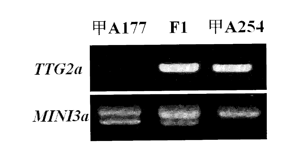 Specific molecular markers of related genes of brassica napus grain weight and application thereof