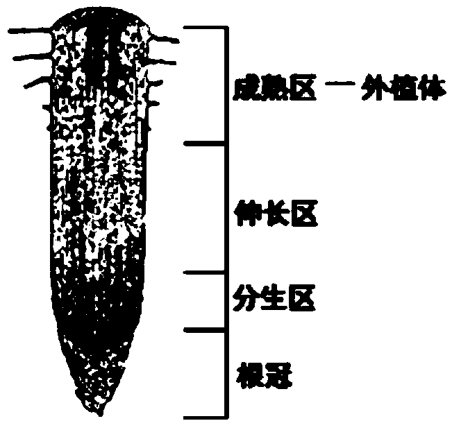 Iris ensata root induced callus culture method