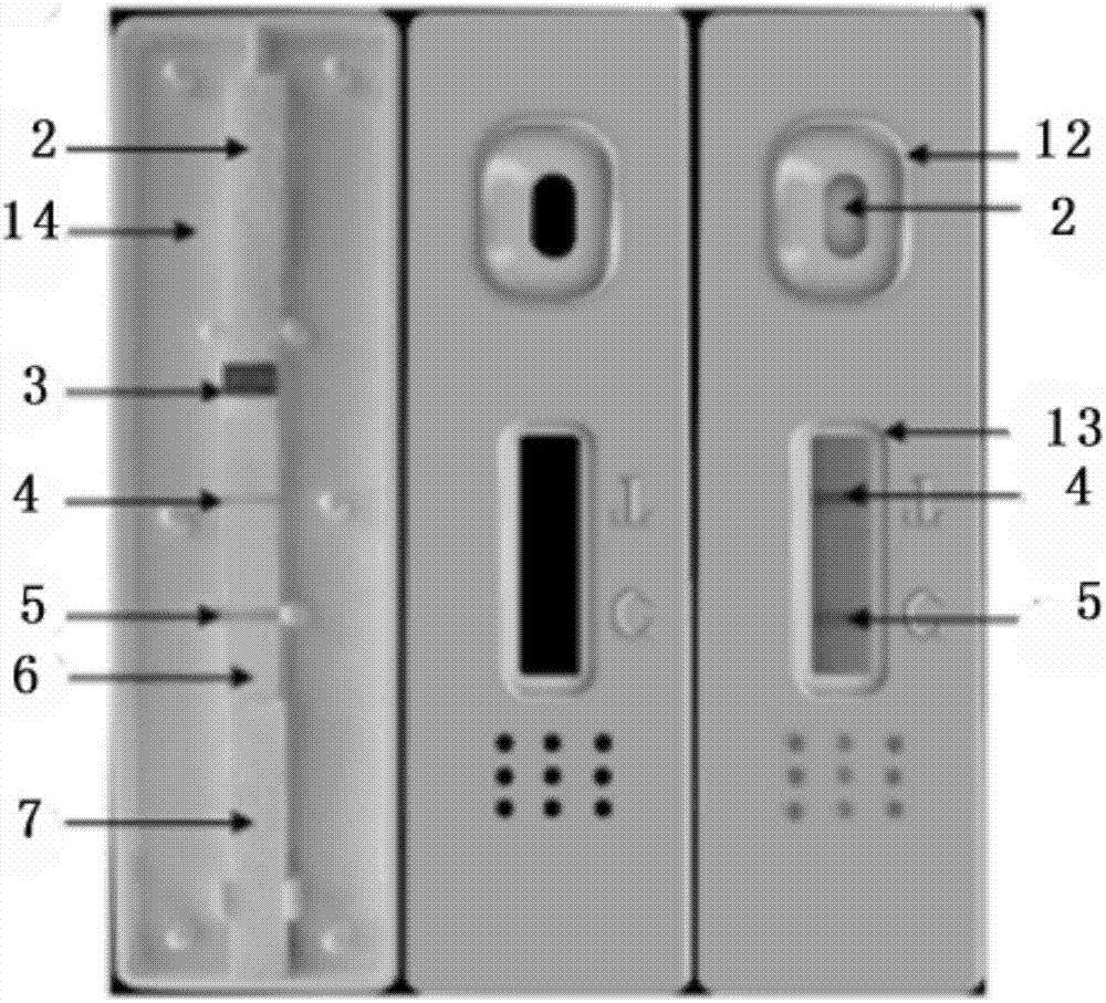 Quantum dot immunochromatographic test strip for detecting nitrofurantoin metabolite, preparation method and application thereof