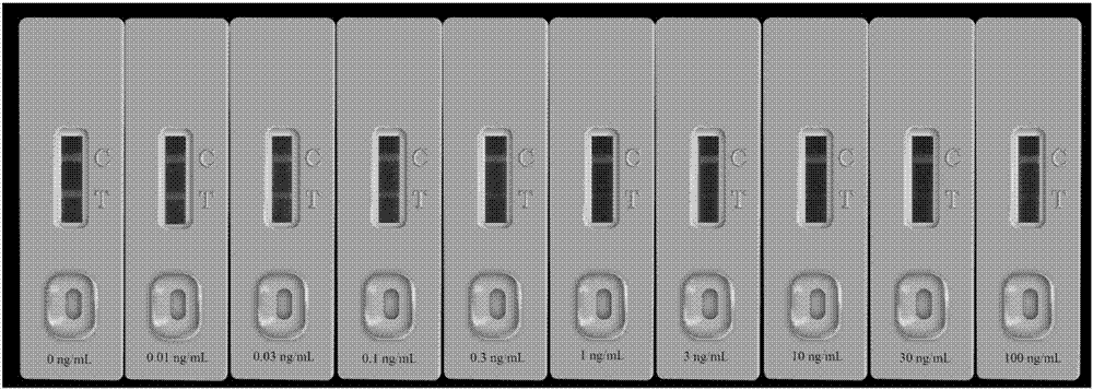 Quantum dot immunochromatographic test strip for detecting nitrofurantoin metabolite, preparation method and application thereof