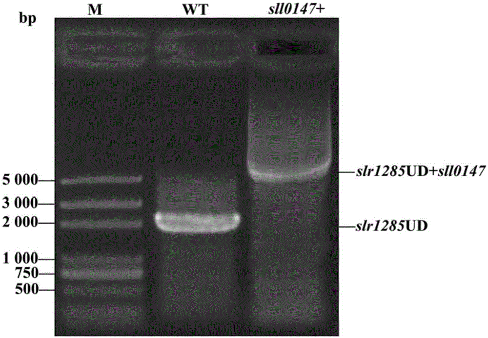 Application of sll0147 gene in synthesizing synechocystis carotenoids