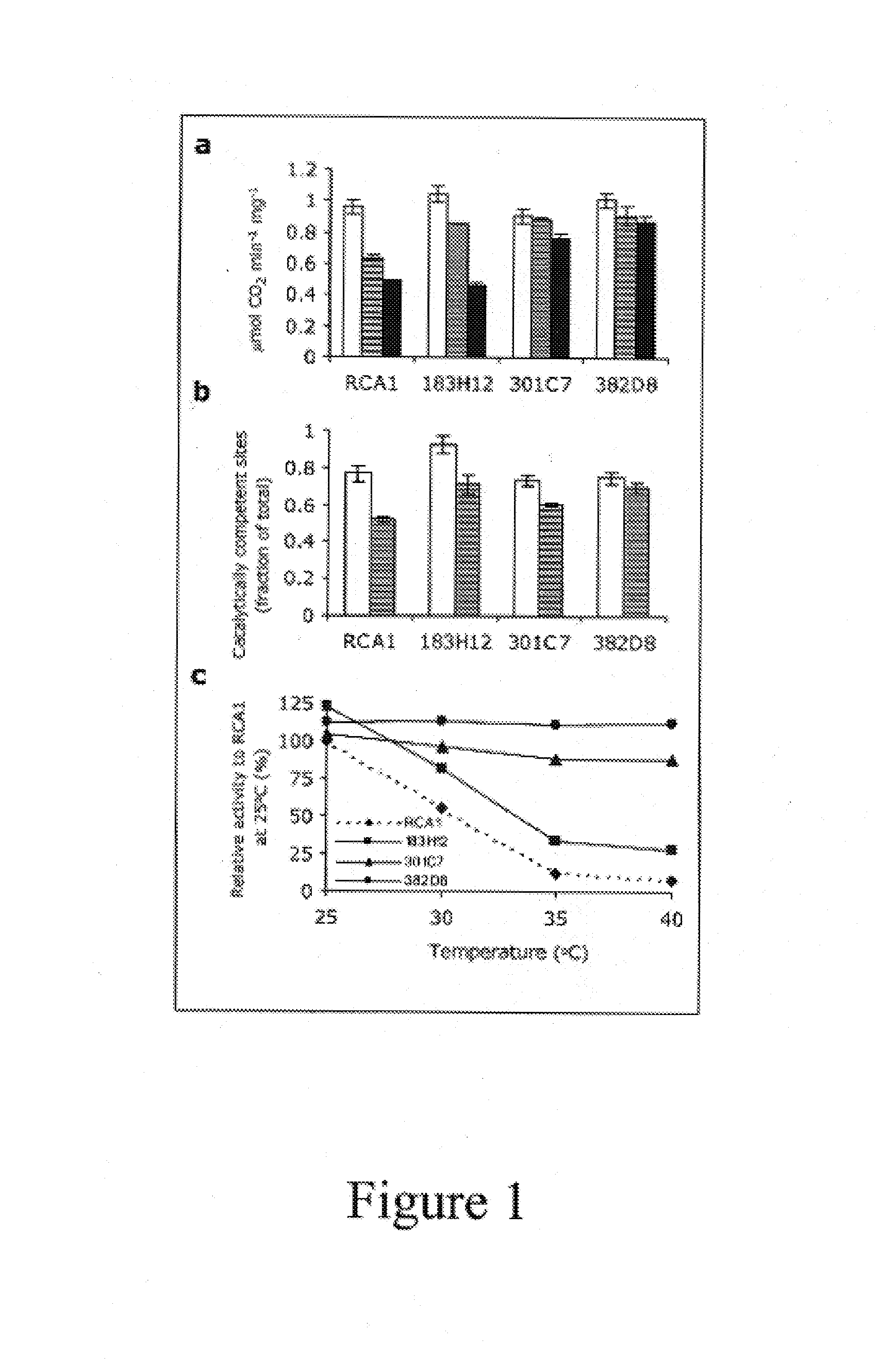 Rubisco Activase with increased thermostability and methods of use thereof