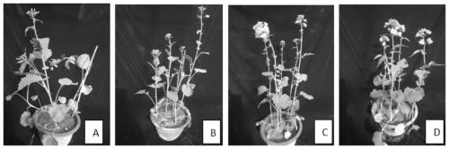 Breeding method for rapidly establishing early-flowering resources of Brassica napus