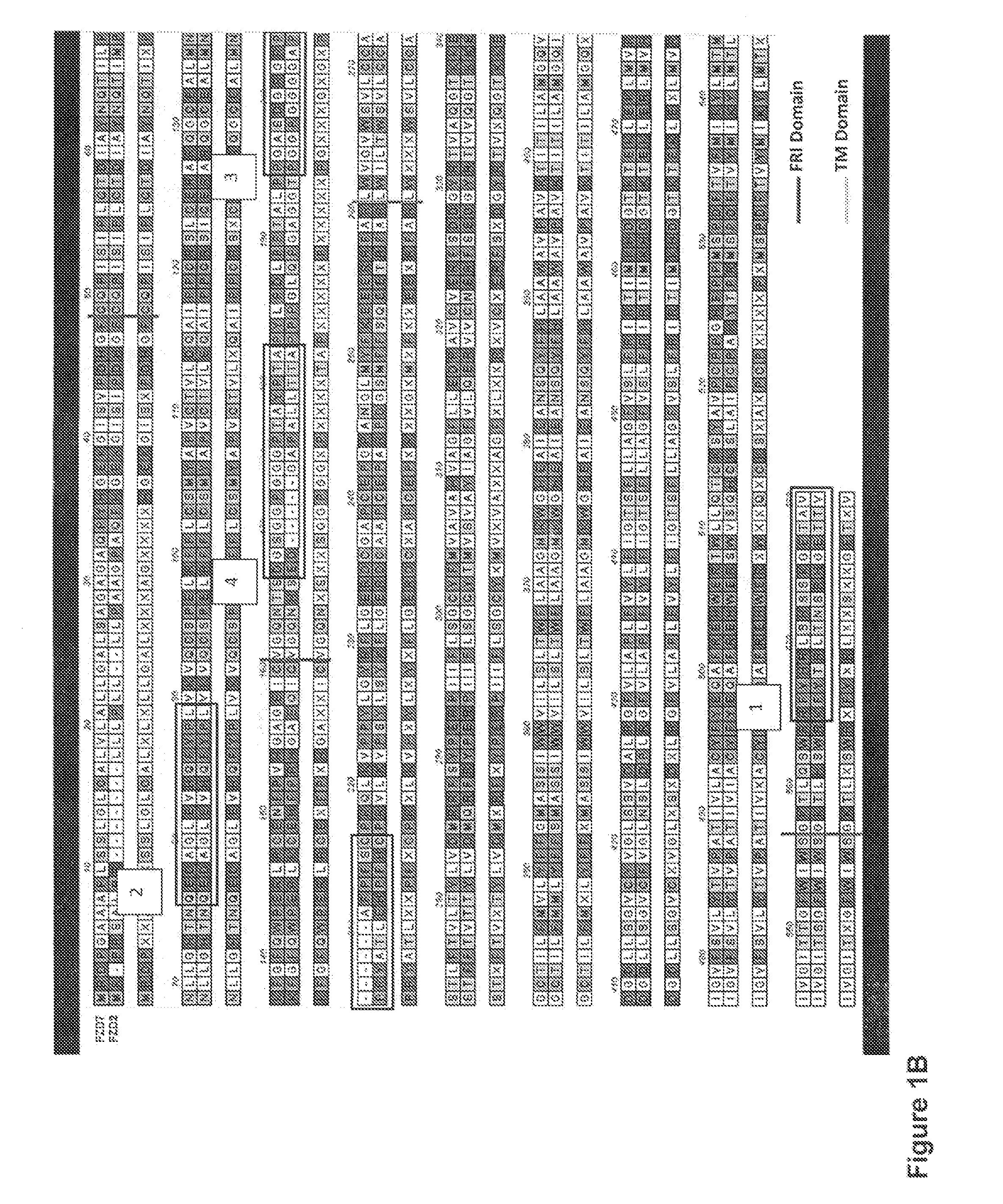 Frizzled receptor antibodies for treatment of cancer