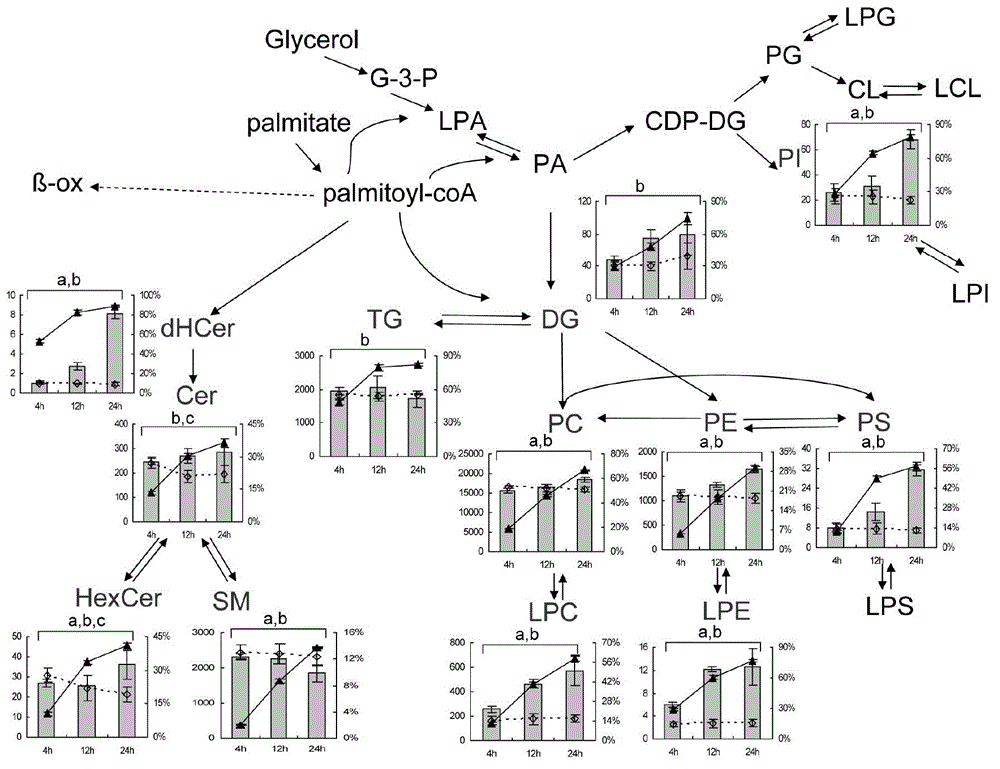 Network dynamic researching method for lipid metabolism