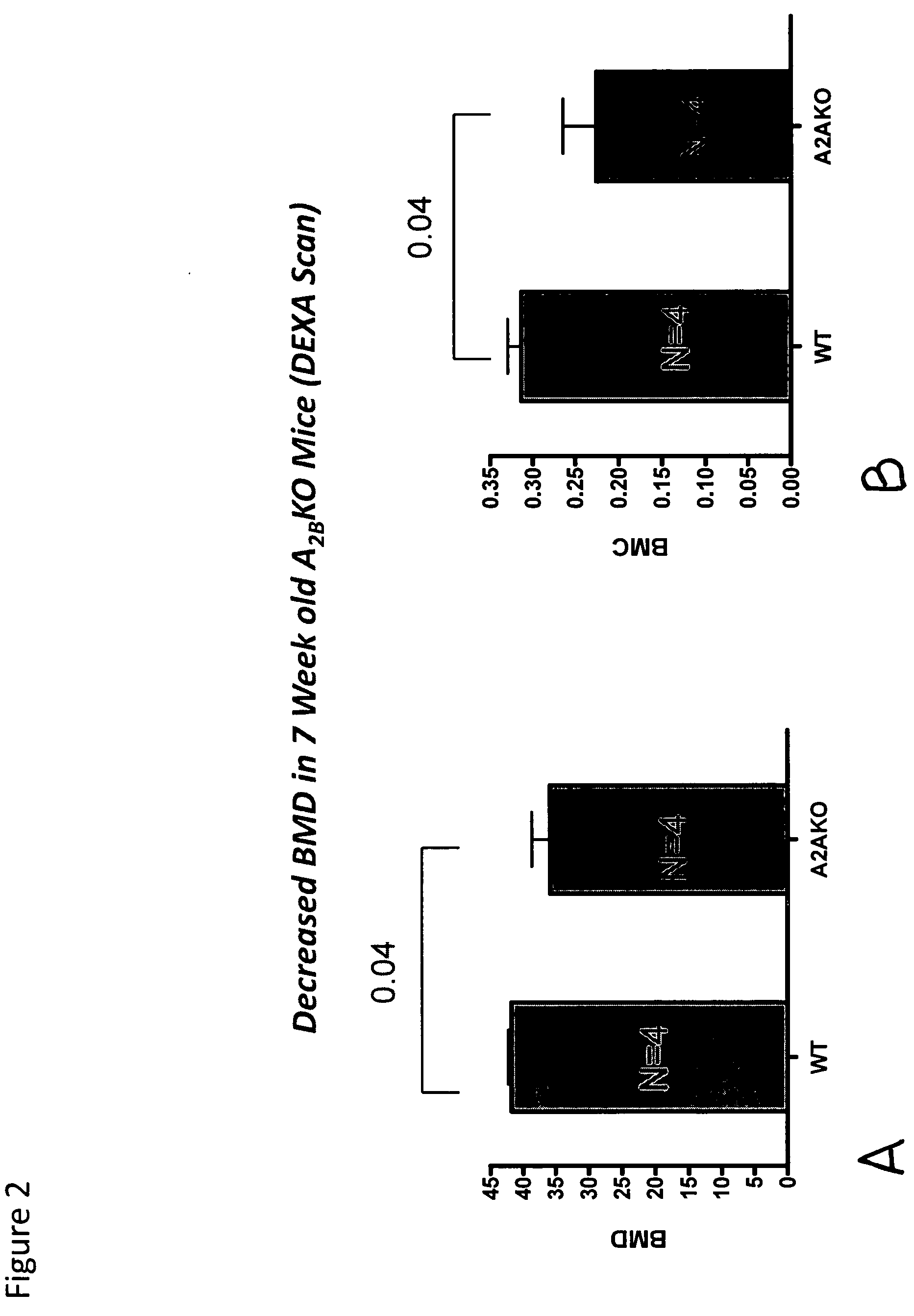 Medical implants containing adenosine receptor agonists and methods for inhibiting medical implant loosening