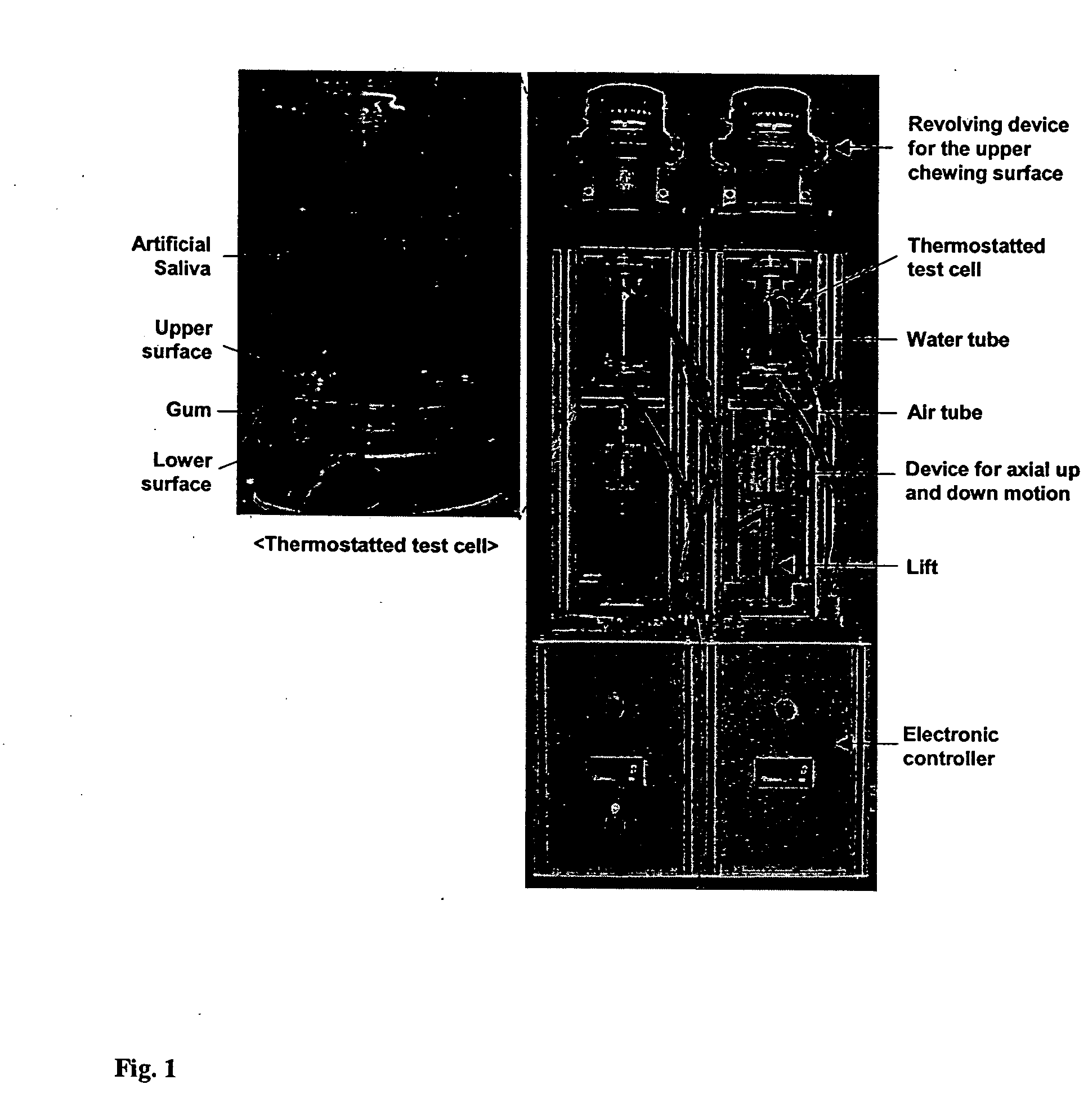 Antimicrobial decapeptide oral hygiene treatment