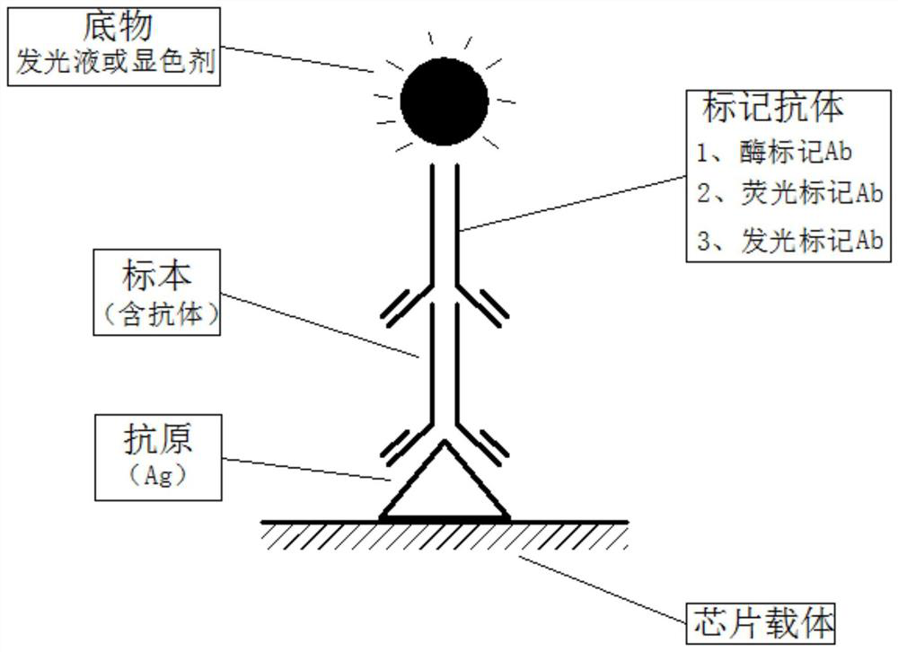 Detection kit for detecting lung cancer immune checkpoints by protein chip technology