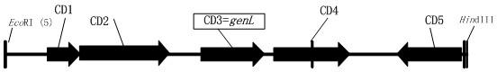 Construction and Application of Engineering Bacteria Mainly Producing Gentamicin c1a