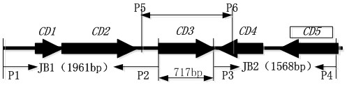 Construction and Application of Engineering Bacteria Mainly Producing Gentamicin c1a