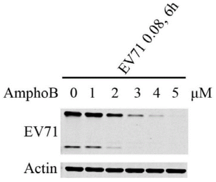 Drug for inhibiting enterovirus 71