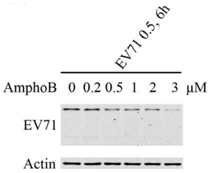 Drug for inhibiting enterovirus 71