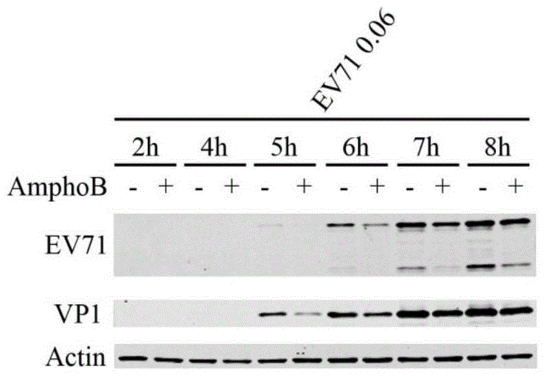 Drug for inhibiting enterovirus 71