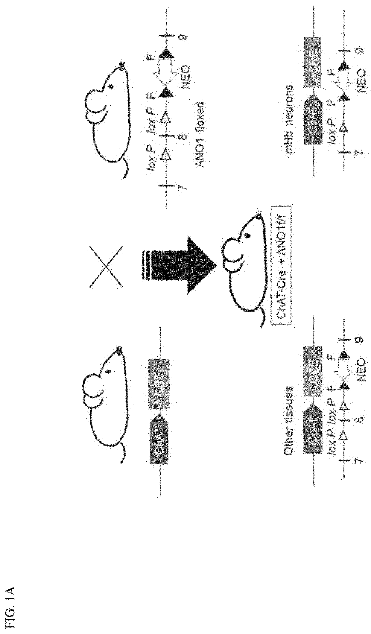 Schizophrenia animal model and preparation method therefor