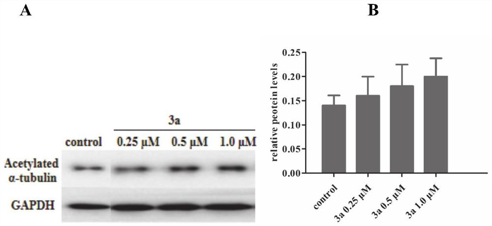 A compound for improving α-tubulin acetylation level and its preparation method and application