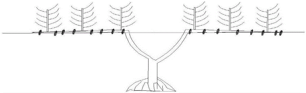 A method of cultivating greenhouse mulberries by using horizontal straight line fist growing