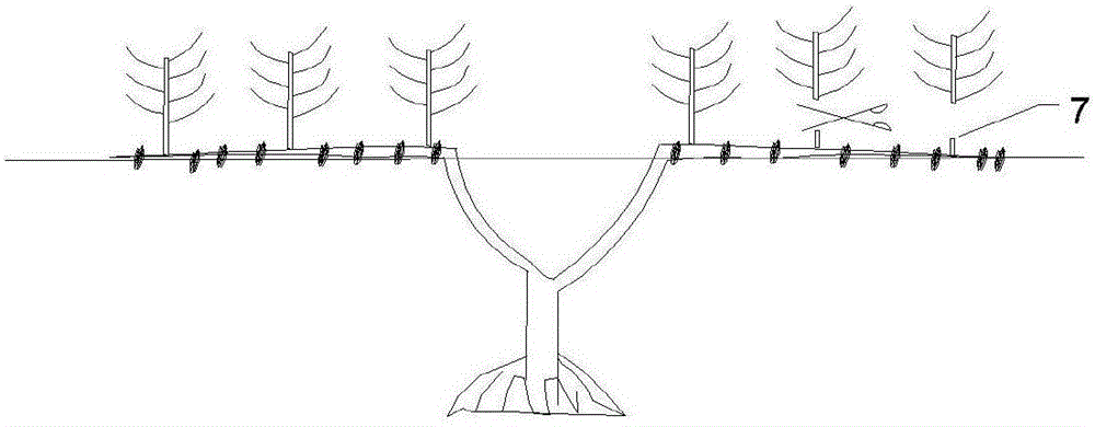 A method of cultivating greenhouse mulberries by using horizontal straight line fist growing