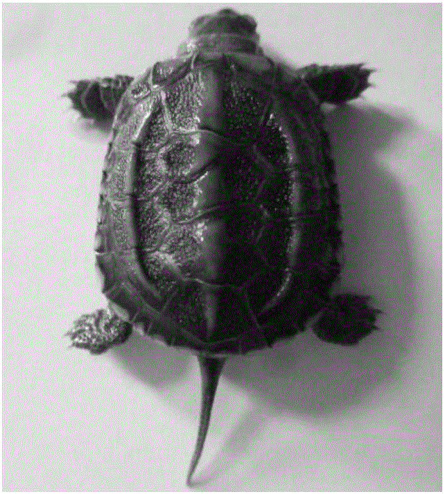 Early sex identification method for tortoises