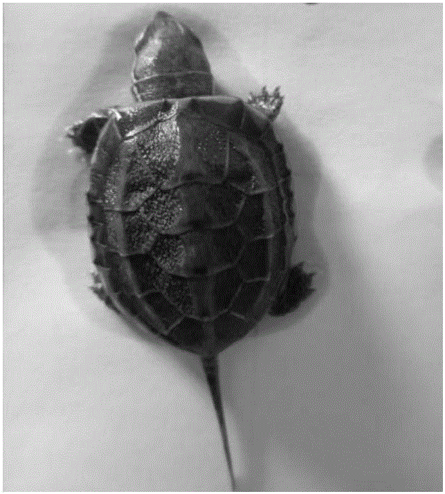 Early sex identification method for tortoises