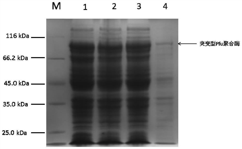 A kind of mutant type pfu DNA polymerase and its preparation method and application