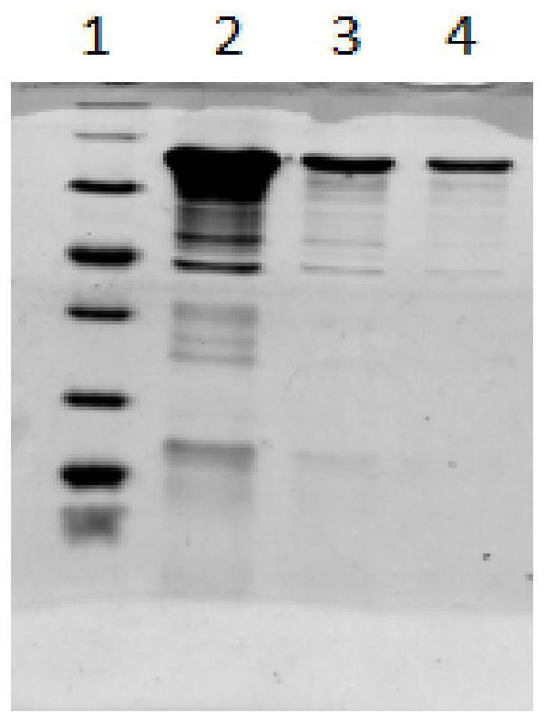 A kind of mutant type pfu DNA polymerase and its preparation method and application