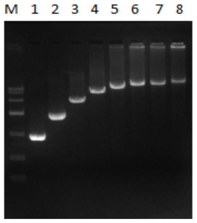 A kind of mutant type pfu DNA polymerase and its preparation method and application