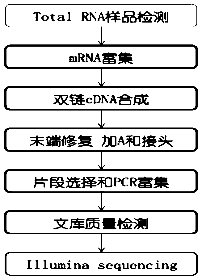 SAA gene related to tridacna immunity and application of gene in preparing tridacna pathological detection reagent