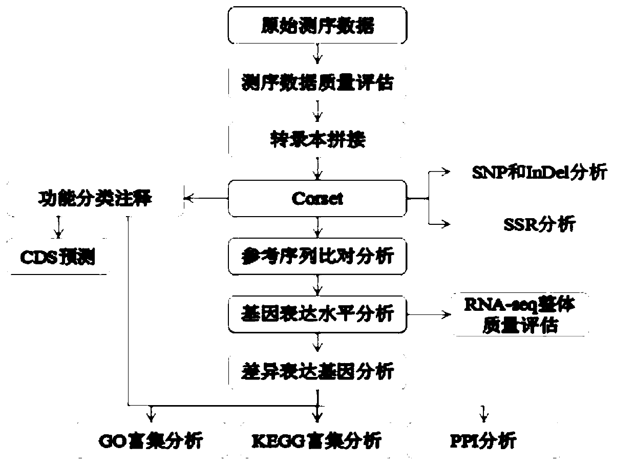 SAA gene related to tridacna immunity and application of gene in preparing tridacna pathological detection reagent