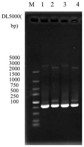 Genetically engineered bacterium for producing 5alpha-androstanedione and application thereof