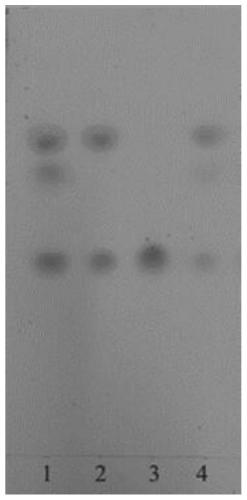 Genetically engineered bacterium for producing 5alpha-androstanedione and application thereof