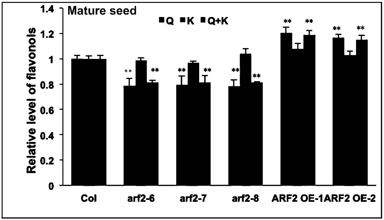 Method for detecting gene with plant flavonoid biosynthesis positive regulation function