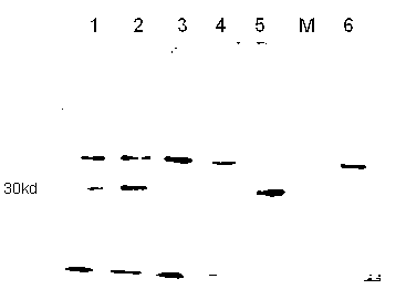 Method for preparing porcine circovirus 2 open reading frame 2 (ORF2) protein