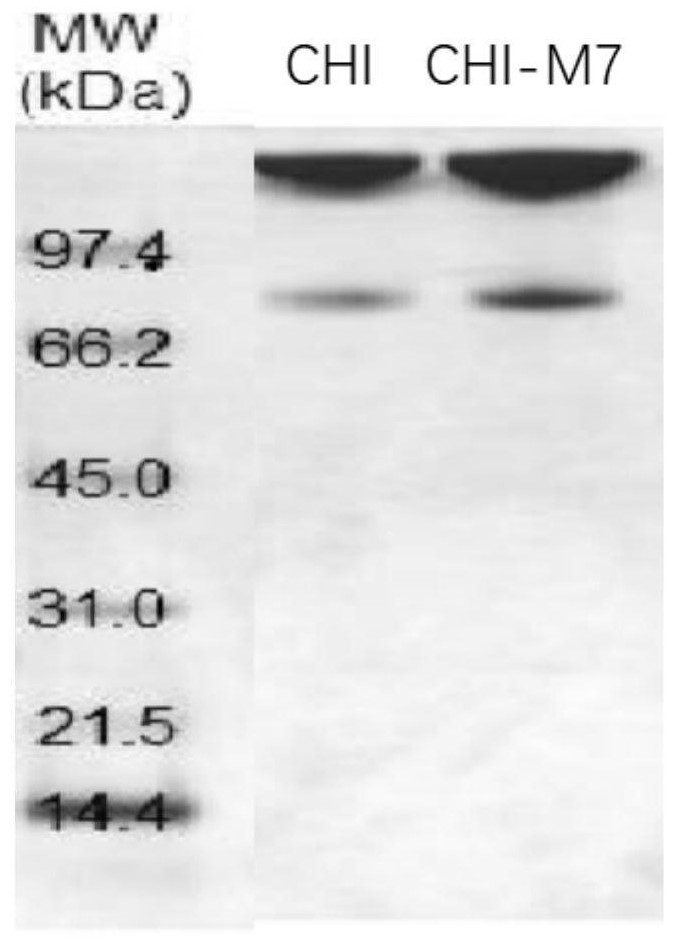 An acid-resistant mutant of low temperature-resistant chitinase and its application