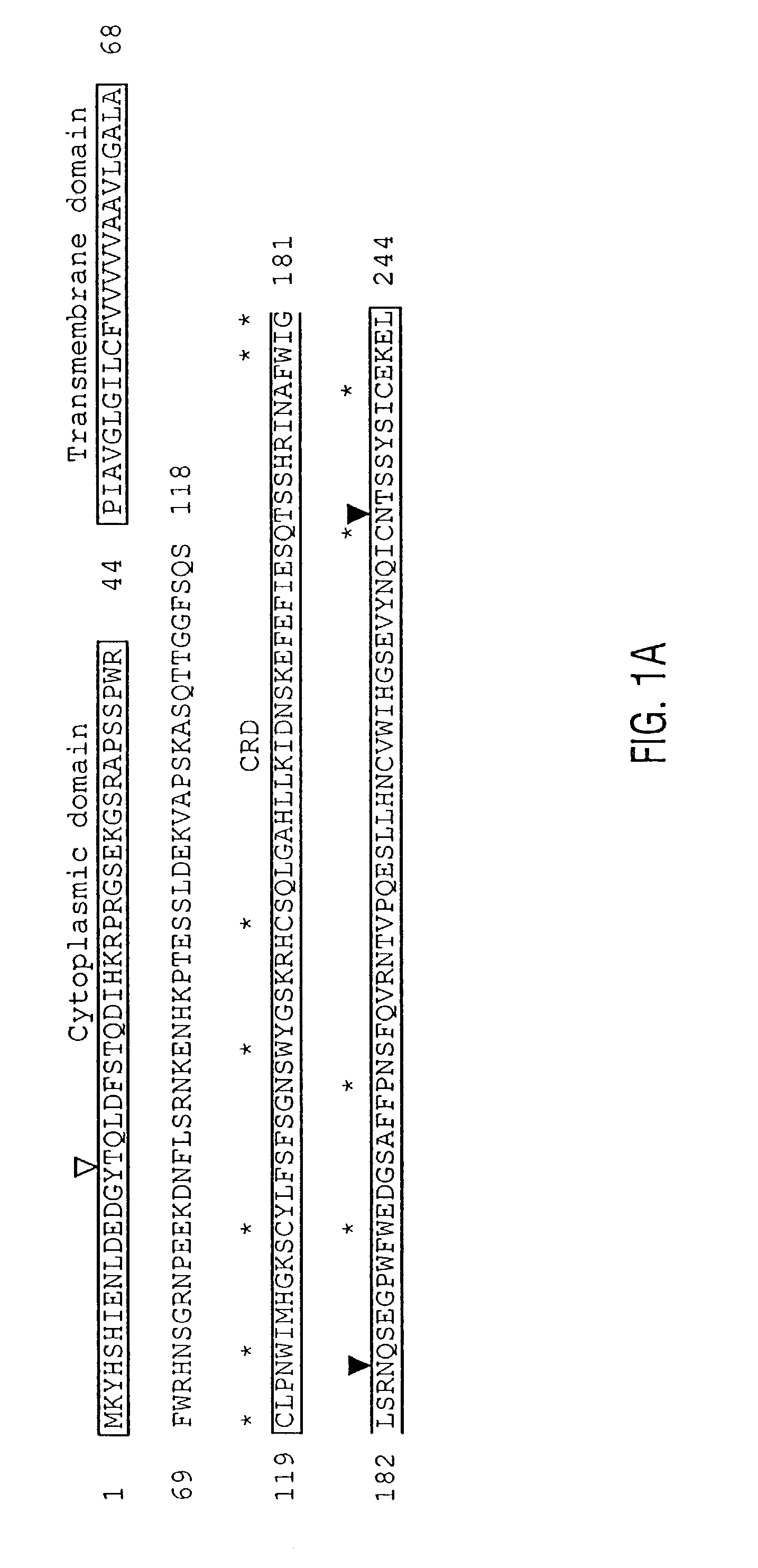 Unique dendritic cell-associated C-type lectins, dectin-1 and dectin-2; compositions and uses thereof