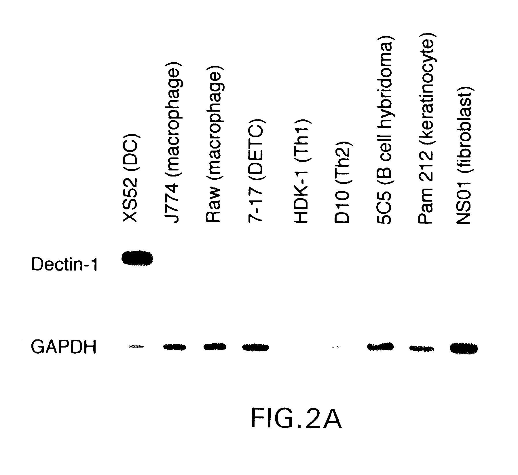 Unique dendritic cell-associated C-type lectins, dectin-1 and dectin-2; compositions and uses thereof
