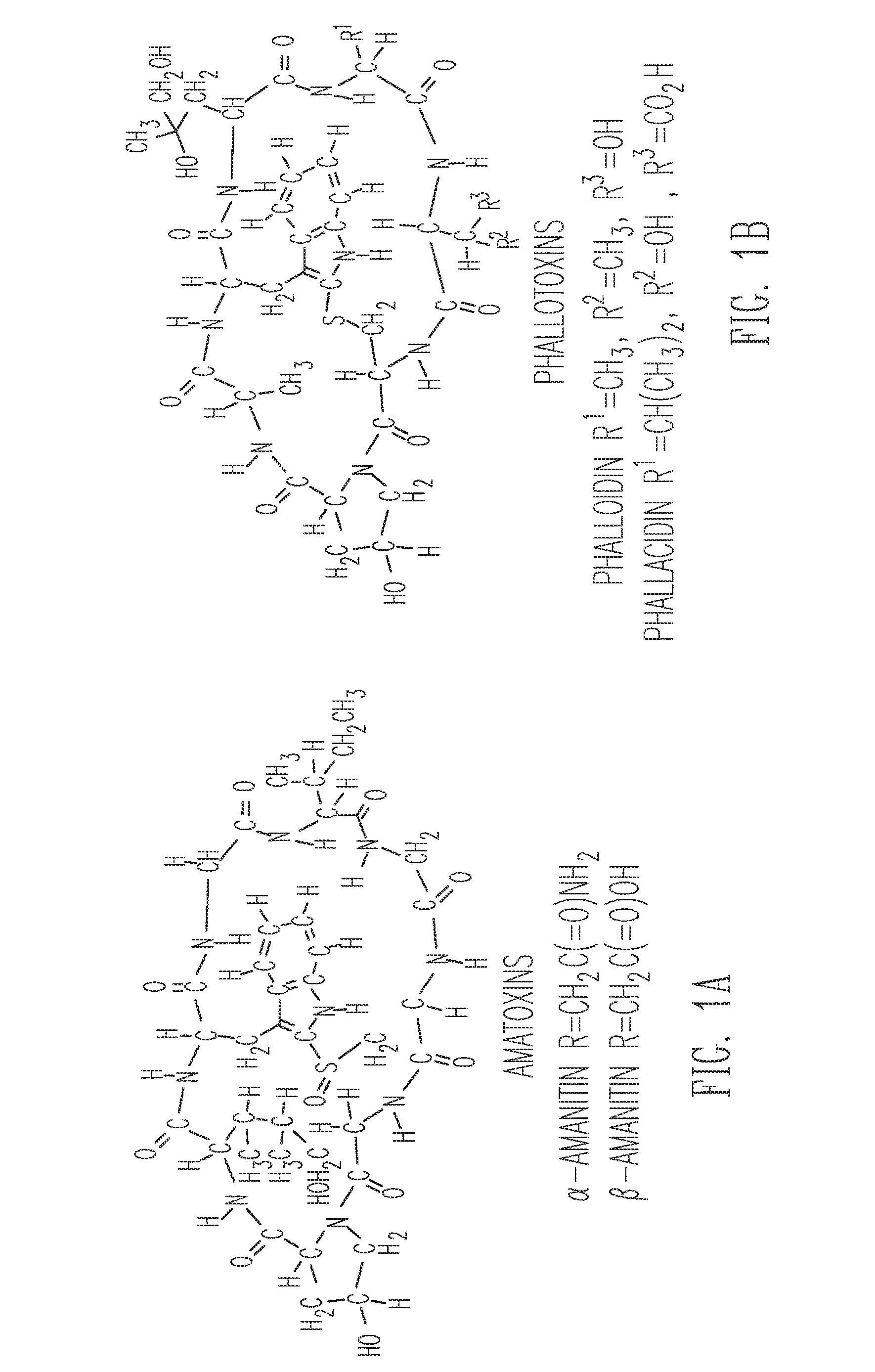 Identification and use of genes encoding amatoxin and phallotoxin